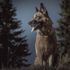 Hund_Schäferhund_1zu1_1500px