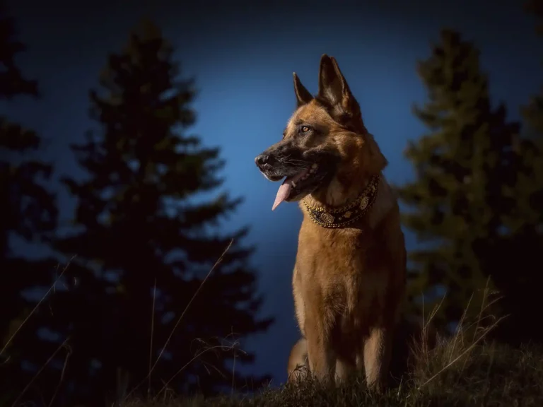 Hund_Schäferhund_Trauer_Stimmungsbild_4zu3_2000px_25p