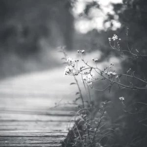 Weg_Steg_1zu1_1500px_25p